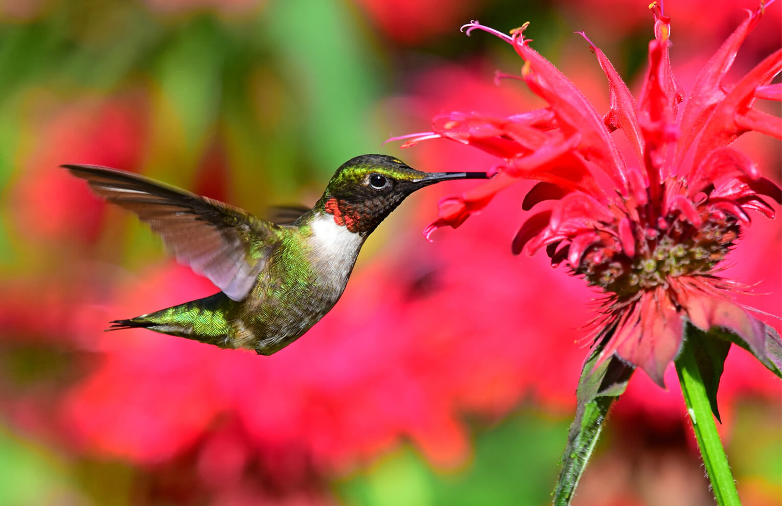 Ruby throated hummbird and red monarda flower